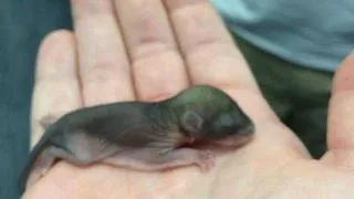 I-a salvat viata acestui animalut dragut. Habar nu avea ce urma sa devina!