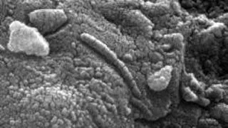 MICROBI ANCESTRALI, RESUSCITATI IN LABORATOR