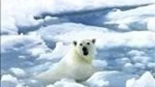 URSII DIN ANTARCTICA DEVIN CANIBALI