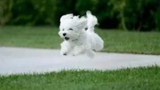 DOGGY STYLE ONLY