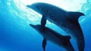 AUTORITATILE IRANIENE, INGRIJORATE DE SINUCIDEREA DELFINILOR