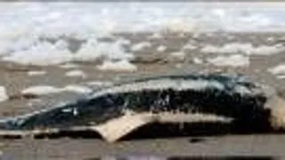 VIETUITOARELE MARINE MOR PE CAPETE