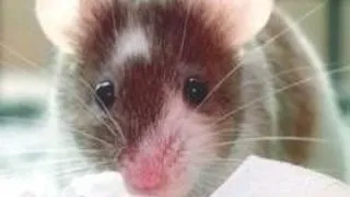 INIMA ZOMBIE ACCEPTATA DE ORGANISME VII