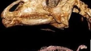 TEORIE CONFIRMATA DE FOSILELE DINOZAURILOR