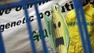 PORUMB CU VITAMINA A PENTRU LUMEA A TREIA