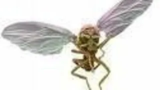 INSECTELE CYBORG