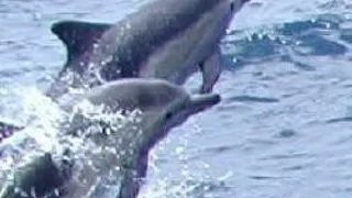 SENZATIONAL: DELFINII AU NUME CA SI OAMENII