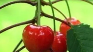 CIRESELE UN DAR DE LA NATURA
