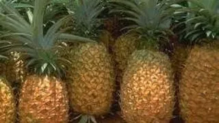 PLANTE CE NE SCAPA DE CELULITA