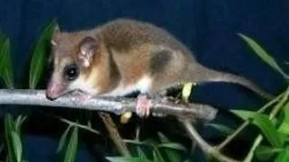 STRAMOSUL CANGURULUI ESTE UN SOARECE PRIMITIV