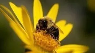 DE CE ISI PIERD FLORILE MIREASMA