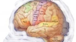ISTORIA CREIERULUI. DESCOPERIRI REMARCABILE DIN ANTICHITATE