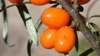 CATINA ALBA