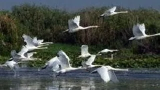 VACANTA IN DELTA DUNARII