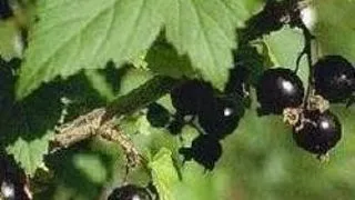 COACAZE NEGRE