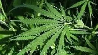 MARIJUANA FOLOSITA CA MEDICAMENT ANTIBACTERIAN