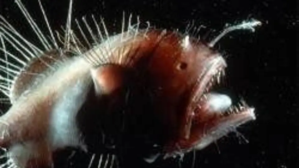 6/6127