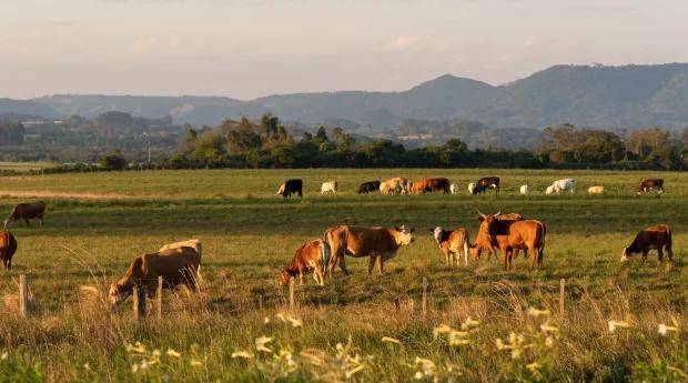 Activități auxiliare pentru creșterea animalelor în 2025: topul companiilor